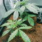 Northern Light Seeds (The Bulldog Seeds)