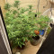 Semi femminizzati Northern Light (Kera Seeds)