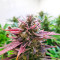Original Glue Seeds