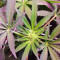 Red Hot Cookies Seeds (Sweet Seeds)