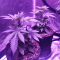LSD Seeds - Cannabis Strain Seeds for Sale