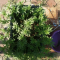 LSD Seeds - Cannabis Strain Seeds for Sale