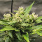 Compre sementes feminizadas Bruce Banner #3 Auto da Herbies Seeds