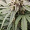 Tangie'matic Seeds
