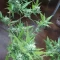 West Coast O.G. Seeds