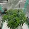 Achetez des graines féminisées Grandmommy Purple par Herbies Seeds