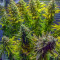 Franco's Lemon Cheese feminized seeds for sale
