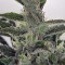 Venta de GG#4 Original Glue Auto (Original Sensible Seeds) | Semillas de marihuana feminizadas