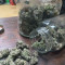 Acquista semi femminizzati Pink Kush di Barney's Farm
