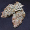 Blackberry Gum Seeds - Cannabis Strain Seeds for Sale
