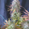 Vendita di semi di cannabis Super Lemon Haze Auto fem