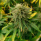 Vente de graines de cannabis Blue Sunset Sherbert (Barney’s Farm)