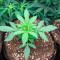 Gorilla Cookies Seeds