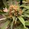 Vente de graines de cannabis Wedding Glue Auto (Fast Buds)