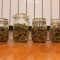 Venta de Pineapple Express Auto (Fast Buds) | Semillas de marihuana feminizadas