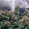 GG#4 Original Glue Seeds