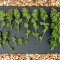Fast Bud Seeds - Cannabis Strain Seeds for Sale