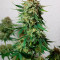 Vente de graines de cannabis Special Kush #1 (RQS)