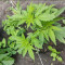 Achetez des graines féminisées Mimosa Shot par Herbies Seedbank