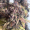 Vente de graines de cannabis Dark Devil Auto (Sweet Seeds)
