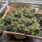 CBD Critical Cure Seeds - Cannabis Strain Seeds for Sale