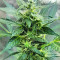 Sticky Z Glue feminized seeds