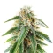 Auto Masszar (Critical Mass Collective Seeds) Cannabis-Samen