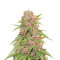 Auto Mix Pack #1 Feminized Seeds (Herbies Seeds)