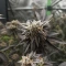 Biscotti Auto Seeds (Green House Seeds)
