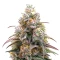 Blueberry Muffin Seeds (Humboldt Seed Company)