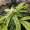 Bubba Kush