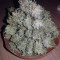 Buddha Magnum Auto Seeds