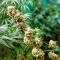 Chemdog Gorilla (Expert Seeds) Seeds