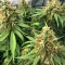 Colombian Jack Seeds