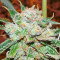 Do-G (Ripper Seeds)