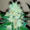 Fruit Punch (Heavyweight Seeds)