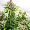 Fruit Punch feminized seeds