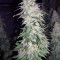 GG#4 Original Glue Seeds (Original Sensible Seeds)