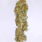 Godzilla Cookies Seeds (Herbies Seeds)