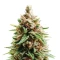 Semi femminizzati Gorilla Ice Cream (Expert Seeds)
