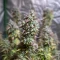 Green Gelato Automatic Seeds (Royal Queen Seeds)