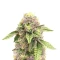 Indica Mix Pack Seeds From Herbies Seeds