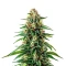 Maui Waui Seeds
