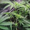 Mimosa x Orange Punch Feminized Seeds (Barneys Farm)
