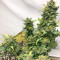 Original Auto Sour Diesel (Fast Buds)