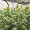 Graines de cannabis Purple (Ceres Seeds)