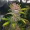 Graines féminisées de Purple Lemonade Poison Autoflower (Seedkeepers)