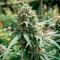Russian Fuel Auto Seeds