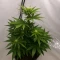 Steve’s Dream Queen Seeds