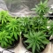 Steve’s Hellfire OG Seeds